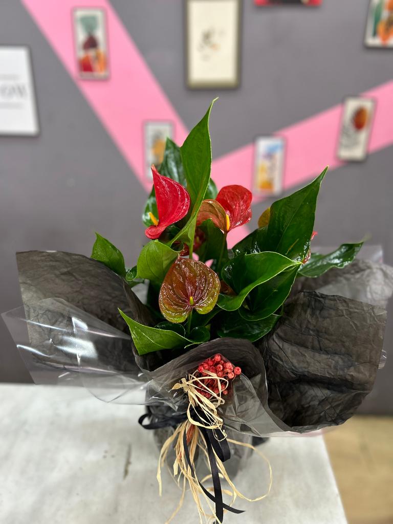 siyah-ambalajli-antoryum--snt62