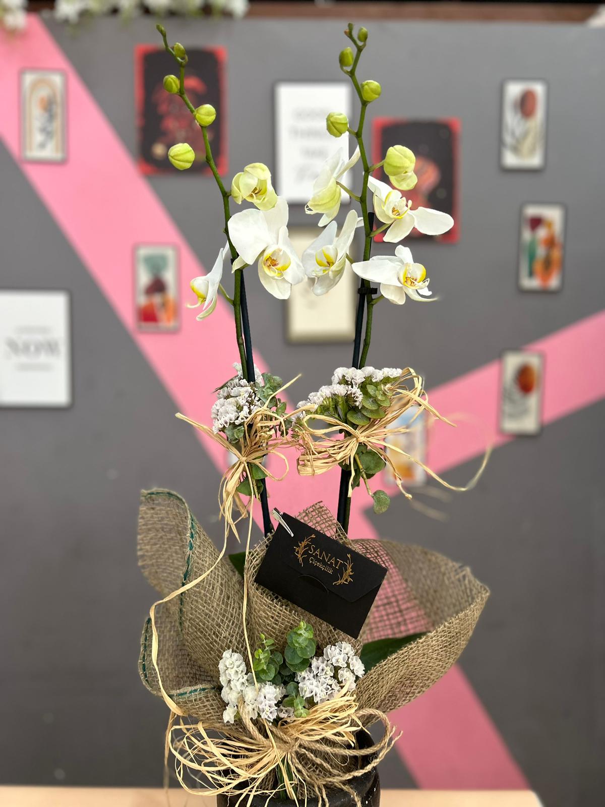 siyah-sik-vazoda-beyaz-orkide-snt44