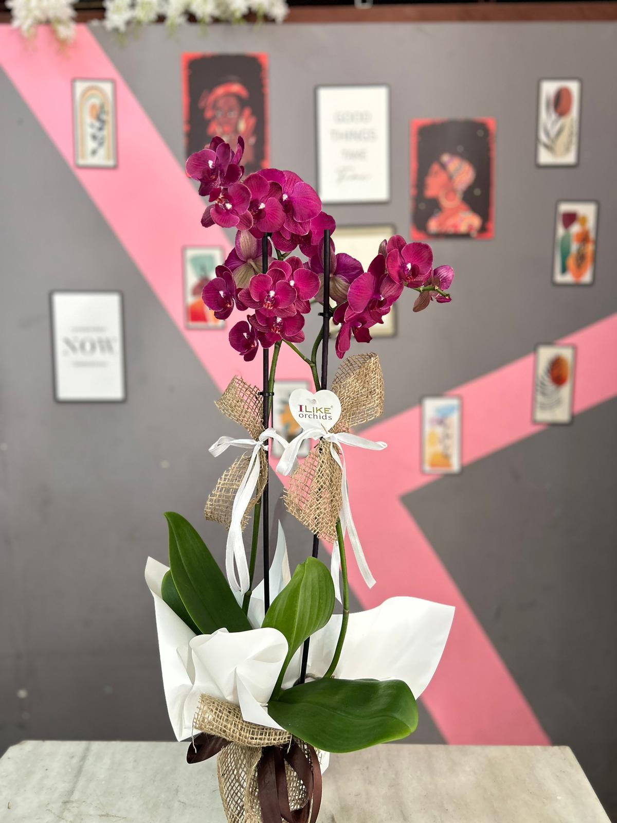 sik-mor-orkide-snt47