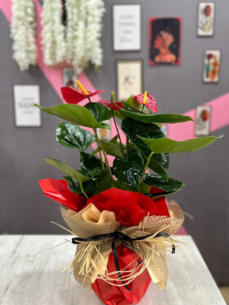 saksida-antoryum-snt55